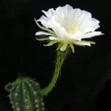 Echinopsis bridgesii vallegrandensis ex cochabambensis JLcoll.1409.jpg